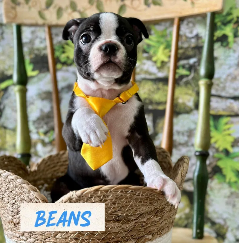 Beans