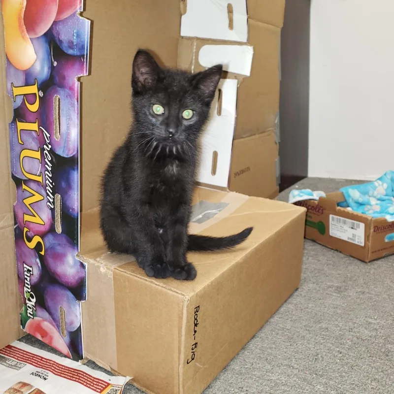 A baby small-sized male Black Domestic Short Hair cat named Waffles for adoption in Mineral Point, WI