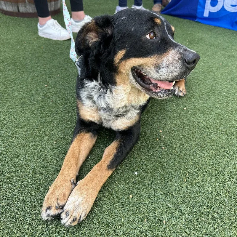 A senior medium-sized male Cattle Dog dog named Freddy for adoption in Dallas, TX