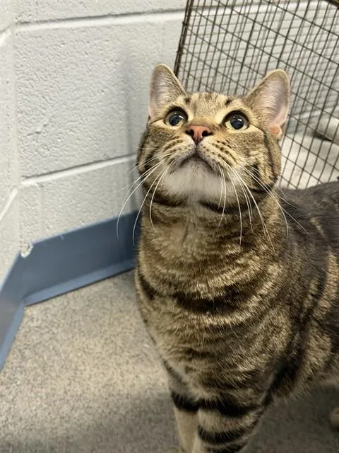 A senior large-sized male Domestic Short Hair cat named Momo for adoption in Kalamazoo, MI