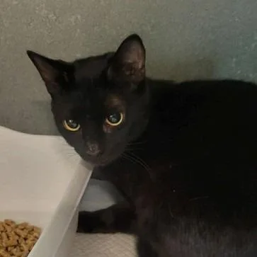An adult small-sized female Black Domestic Medium Hair cat named Toothless for adoption in New York, NY