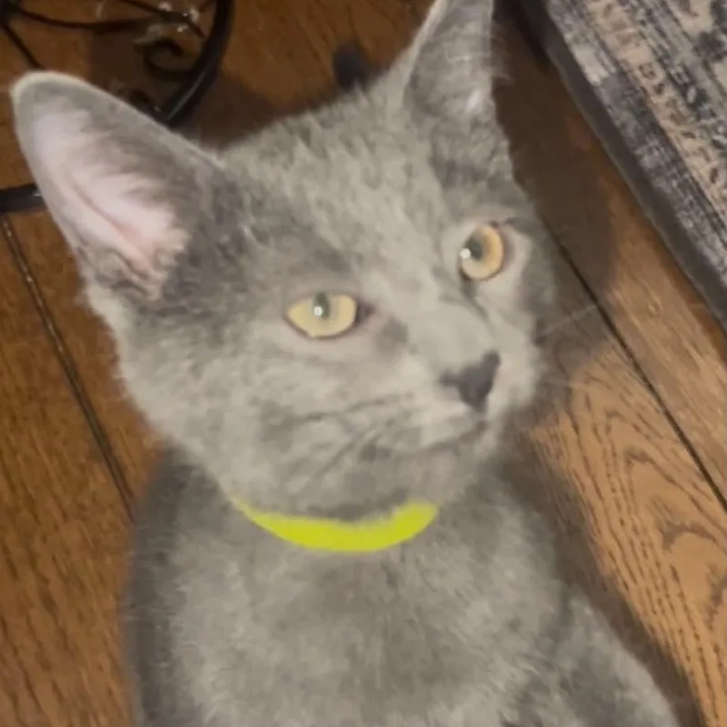 A baby medium-sized male Gray / Blue / Silver Domestic Medium Hair cat named Inigo for adoption in Fairborn, OH