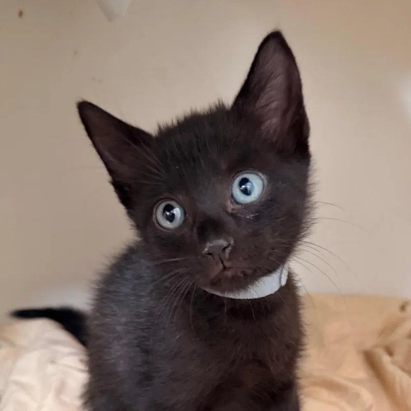 A baby small-sized male Black Domestic Short Hair cat named Crow ShawCA for adoption in Tallahassee, FL