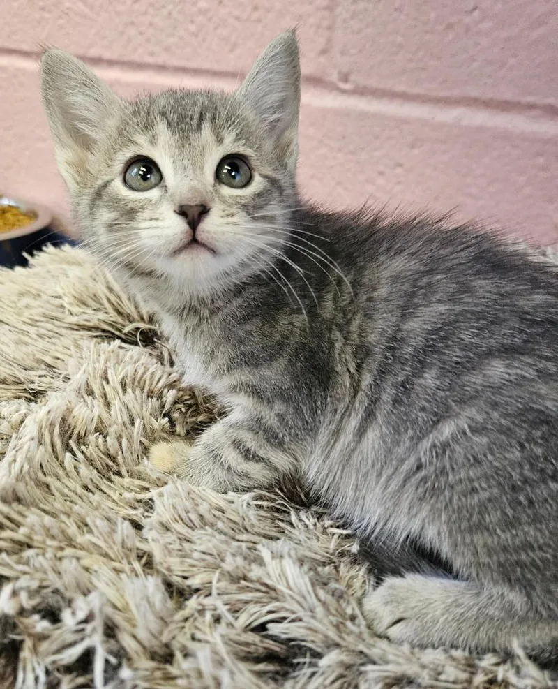 A baby small-sized female Domestic Short Hair cat named Pigeon for adoption in Sherwood, AR