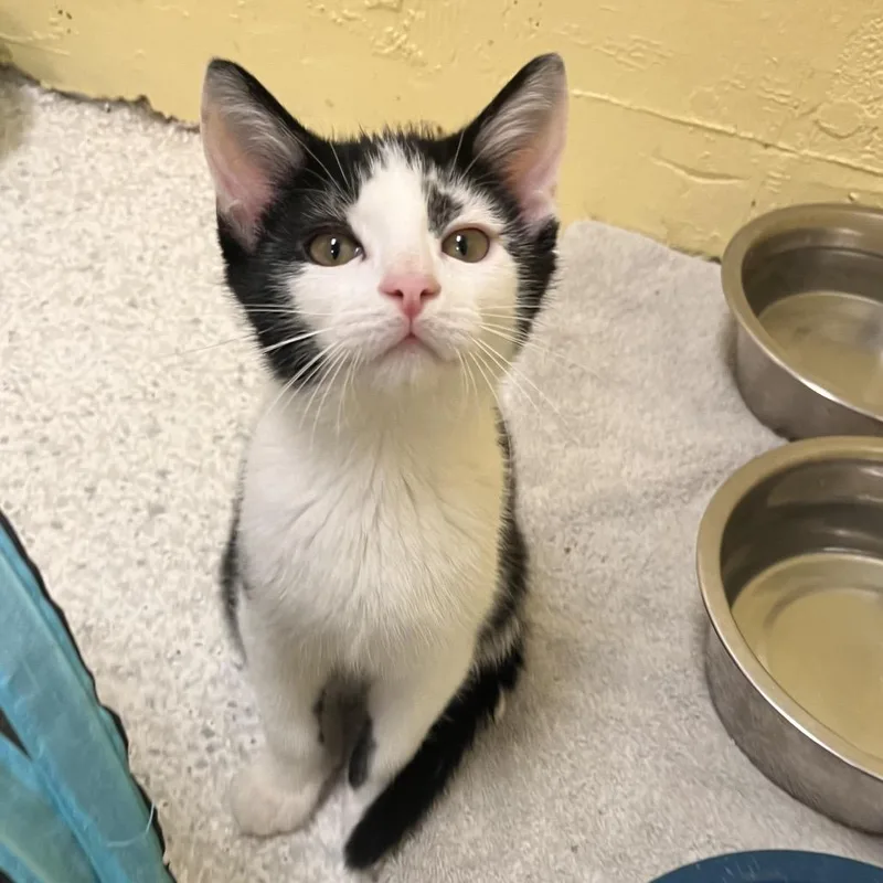 A baby small-sized male Black Domestic Short Hair cat named Arpeggio for adoption in Mount Juliet, TN