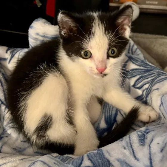 A baby small-sized male White Domestic Short Hair cat named Ponti for adoption in Fort Lauderdale, FL