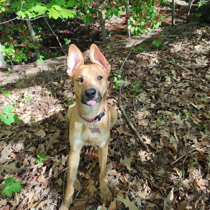 An adult small-sized female Red / Chestnut / Orange German Shepherd Dog dog named Millie for adoption in Roanoke, VA