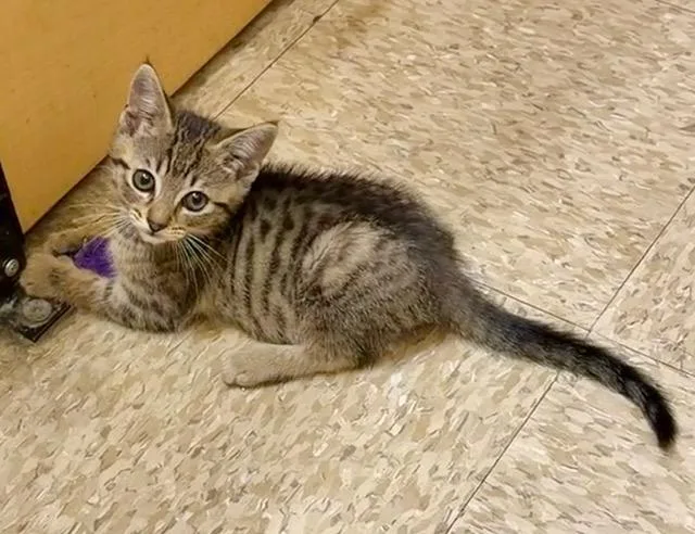 A baby small-sized male Domestic Short Hair cat named Bambi for adoption in Camarillo, CA