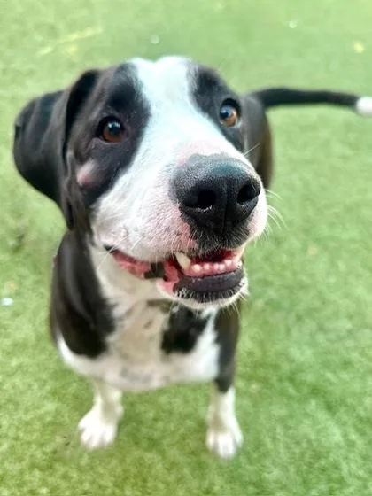 Traveler thumbnail 3