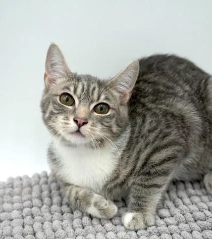 Maxine~ Shy But Sweet! thumbnail 2