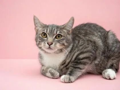 Maxine~ Shy But Sweet! thumbnail 3