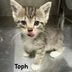 Toph