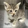 Toph thumbnail 2