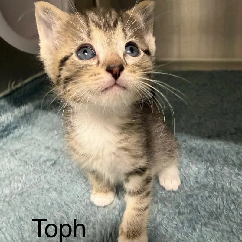 Toph thumbnail 3
