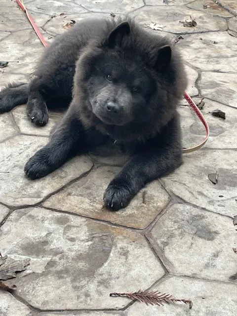 A young medium-sized male Black Chow Chow dog named Mochi for adoption in Sacramento, CA