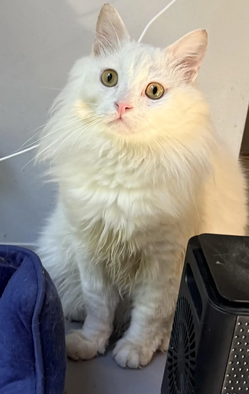 A young large-sized male White Persian cat named Fabulous Friendly Fawkes Videos for adoption in Woodbridge, VA