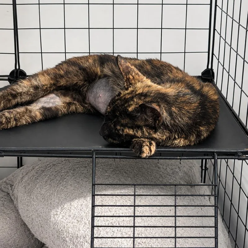 A young medium-sized female Tortoiseshell Domestic Short Hair cat named Maple for adoption in Medford, NJ