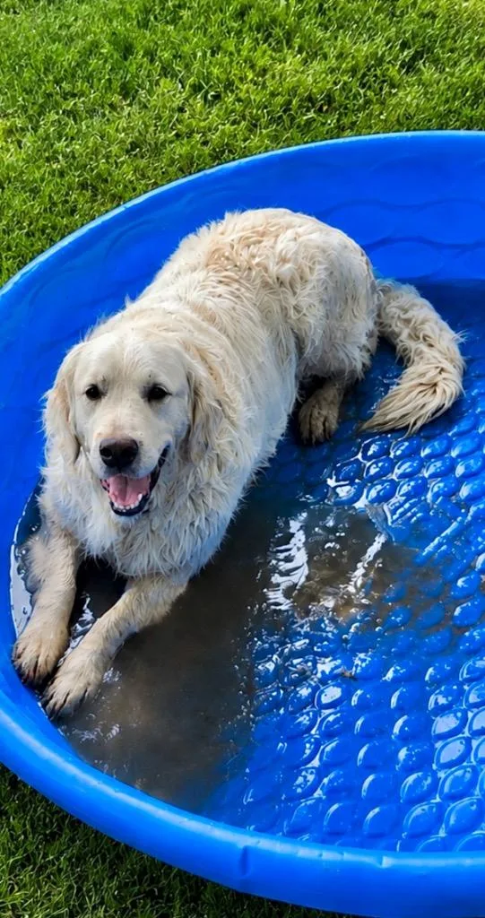 An adult large-sized male Retriever dog named Captain for adoption in Princeton, MA