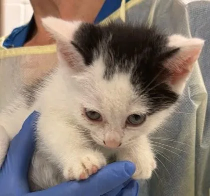 A baby small-sized female Domestic Short Hair cat named Marge for adoption in Washington, DC