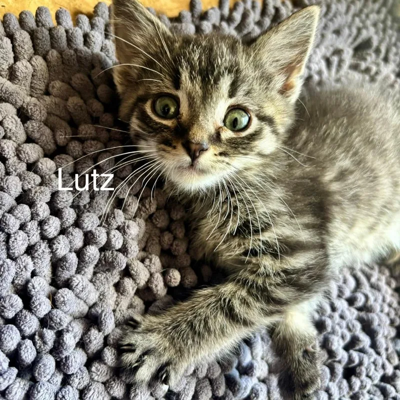 A baby small-sized male Brown / Chocolate Domestic Short Hair cat named Lutz C for adoption in Princeton, MN