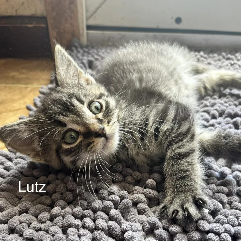 Lutz C thumbnail 4