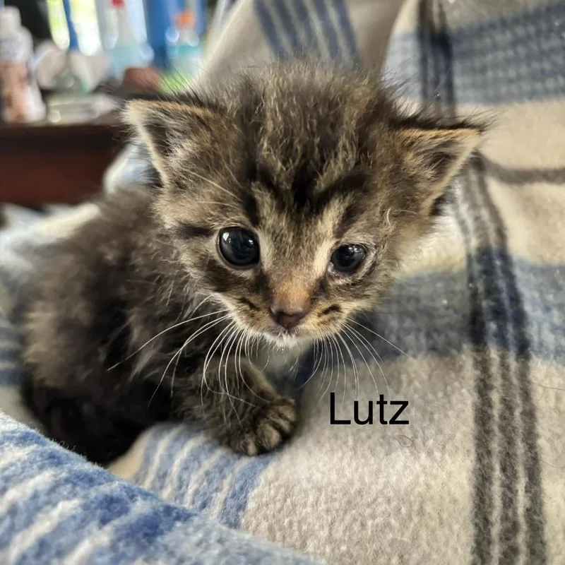 Lutz C thumbnail 6