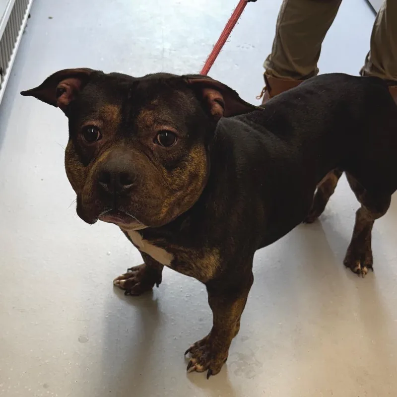 An adult large-sized male Black Pit Bull Terrier dog named Marlin for adoption in Concord, NC