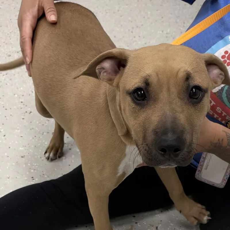 A baby medium-sized female Pit Bull Terrier dog named Daisy for adoption in Indianapolis, IN