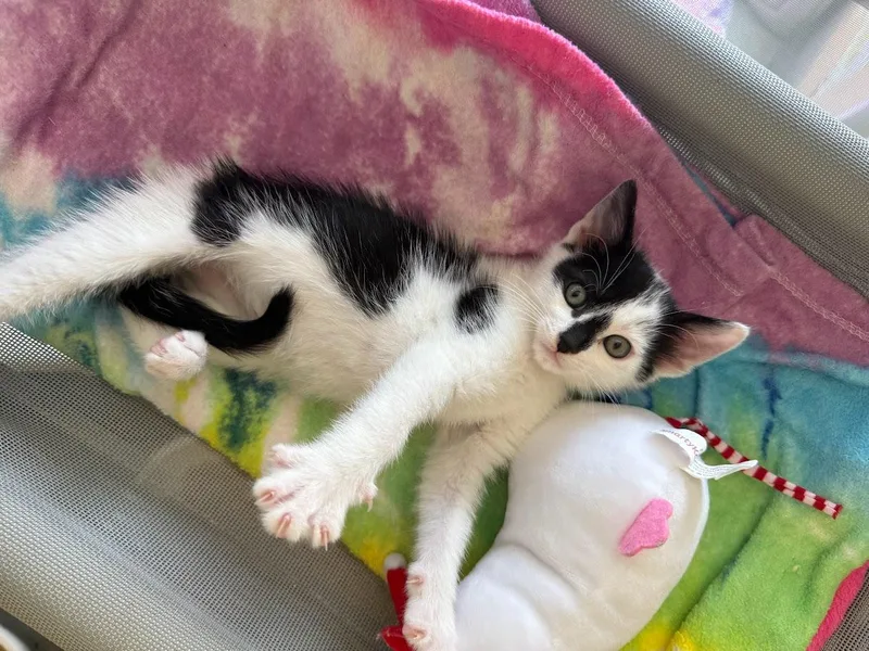 A baby medium-sized male Domestic Short Hair cat named Hotspot for adoption in Berkeley, CA
