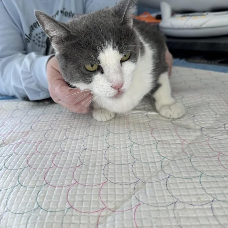 Muffin Miller thumbnail 2