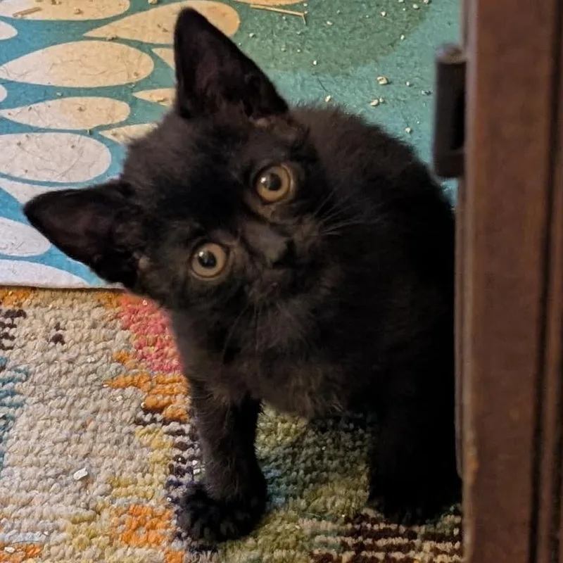 A baby small-sized female Black Domestic Short Hair cat named Crow for adoption in Greenwood, MO