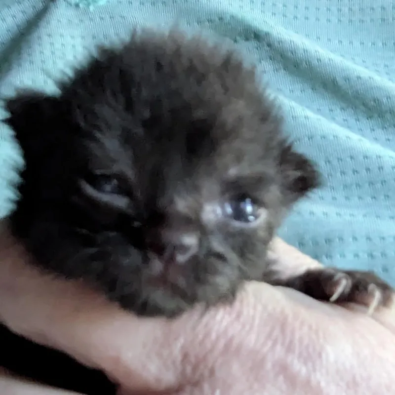 Crow thumbnail 2