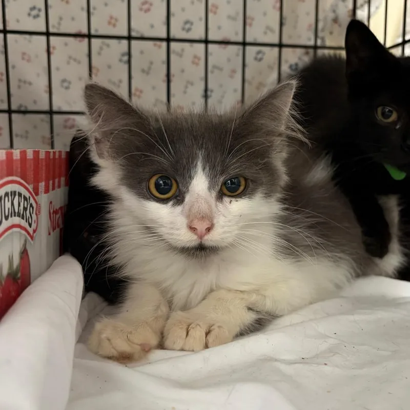 A baby small-sized male Gray / Blue / Silver Domestic Short Hair cat named Albatross for adoption in Lynchburg, VA