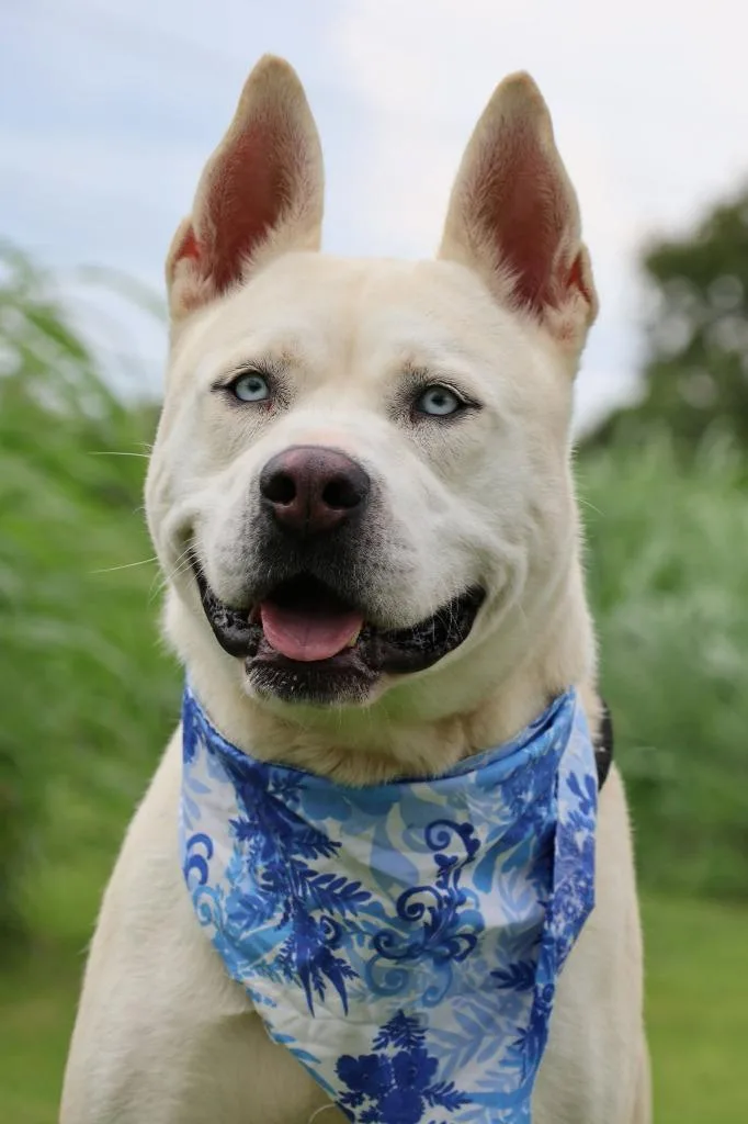 An adult large-sized female Mixed Breed dog named Queen for adoption in Columbia, TN