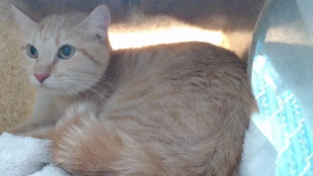 An adult medium-sized female Domestic Short Hair cat named Riley for adoption in Downey, CA