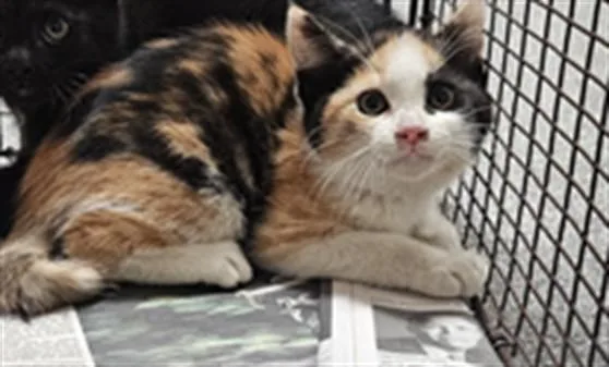 An adult medium-sized female Domestic Short Hair cat named Pancake for adoption in Los Angeles, CA