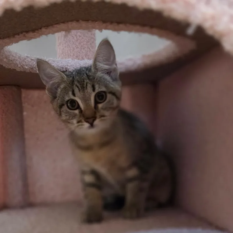 A baby small-sized female Domestic Short Hair cat named Nutter Butter for adoption in Muncie, IN