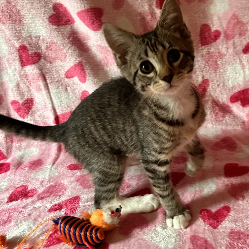 A baby medium-sized female Tabby (Brown / Chocolate) Domestic Short Hair cat named Ariana for adoption in Sewell, NJ