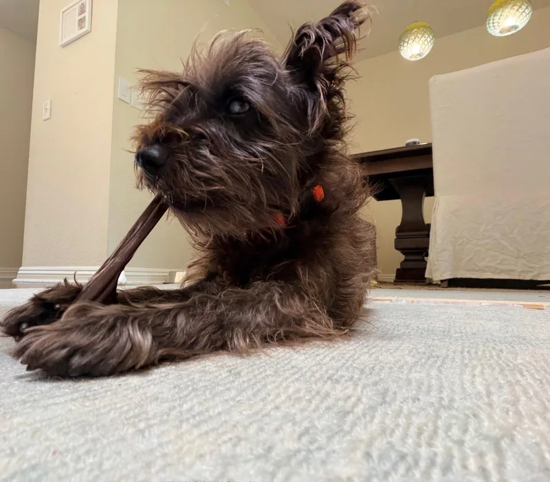 Toto
