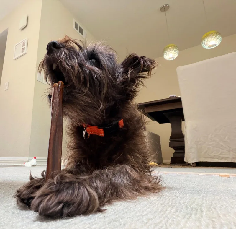 Toto thumbnail 6