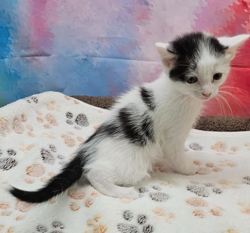 A baby small-sized female Domestic Short Hair cat named Beauty for adoption in Washington Court House, OH