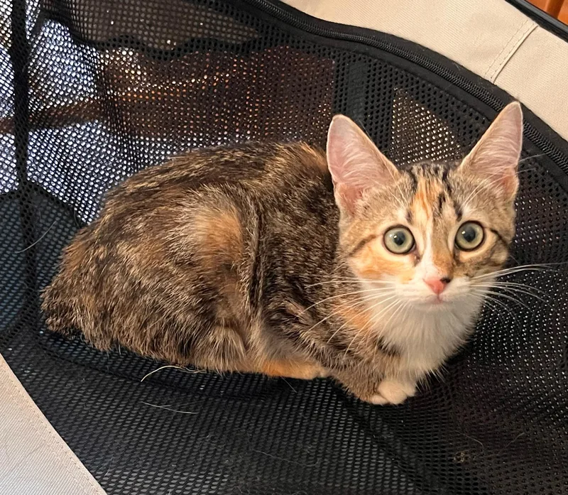 A baby medium-sized female American Bobtail cat named Fiesta for adoption in Landenberg, PA