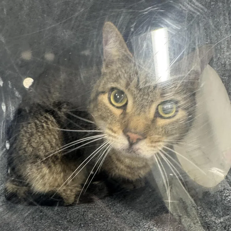 An adult large-sized male Brown / Chocolate Domestic Short Hair cat named Gordo for adoption in Newark, NJ