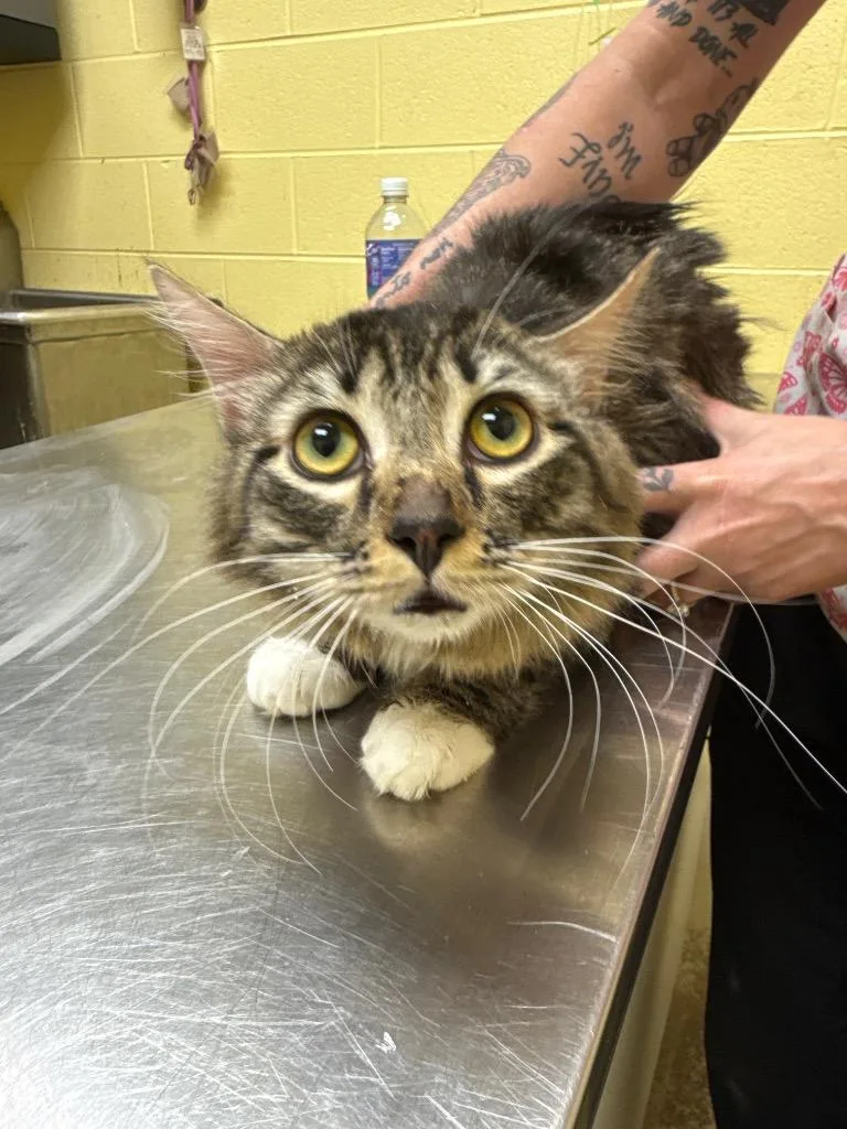 A young medium-sized male Domestic Medium Hair cat named Beethoven for adoption in Crossville, TN