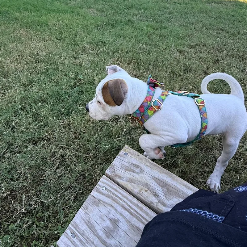 A baby medium-sized female Pit Bull Terrier dog named Nova for adoption in Austin, TX