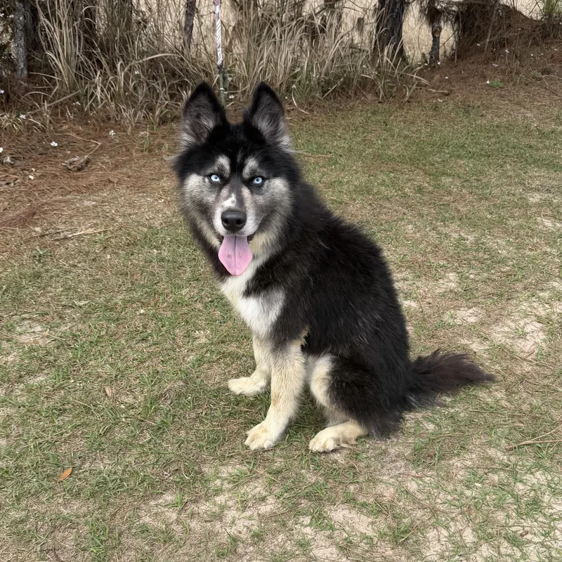 Calliope thumbnail 2