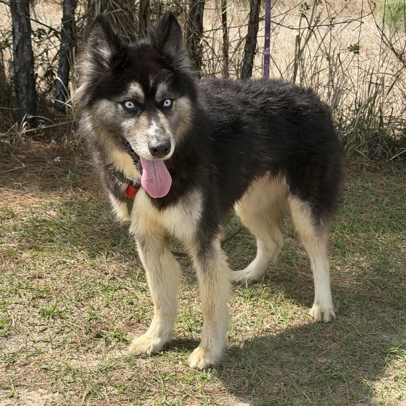 Calliope thumbnail 3