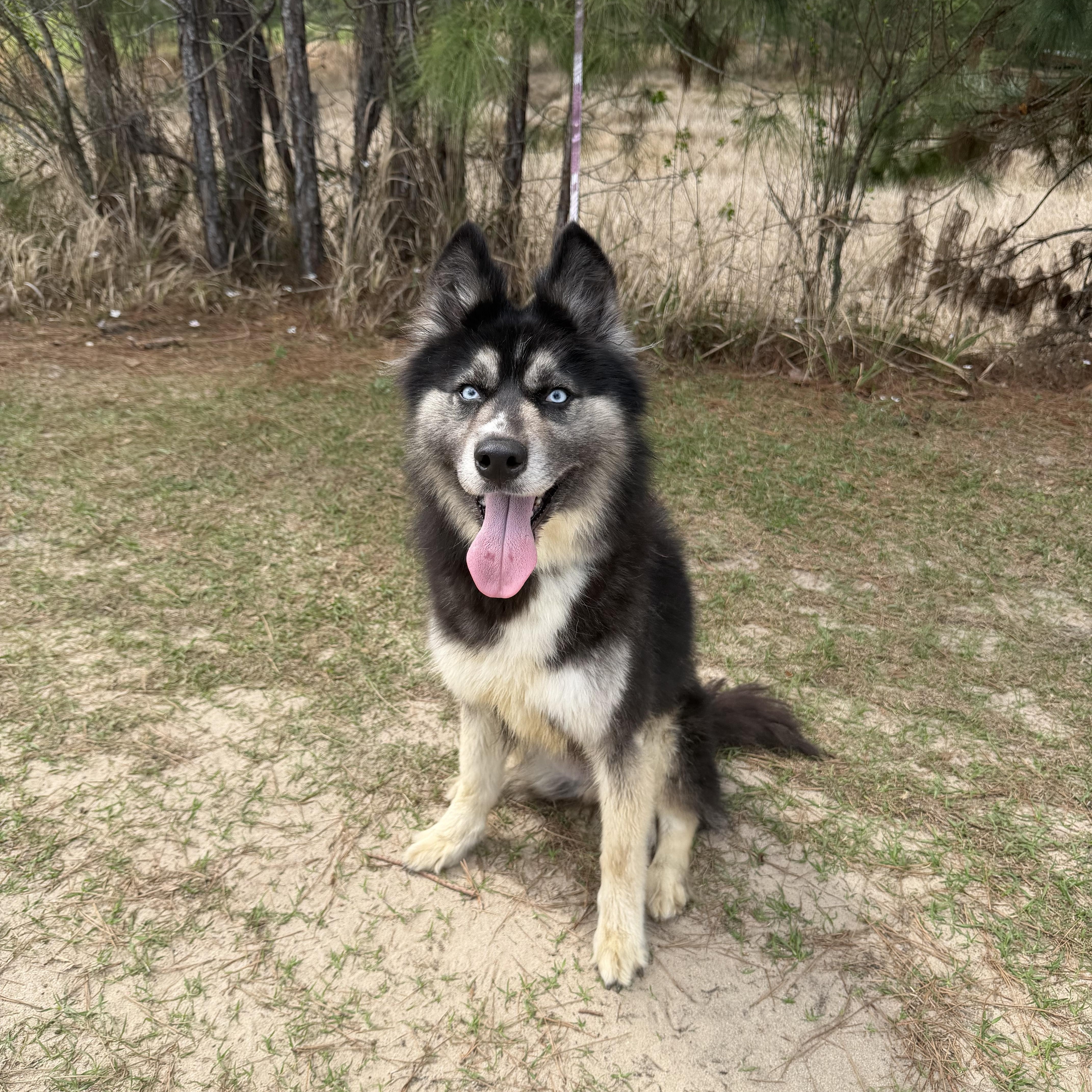 Calliope thumbnail 4