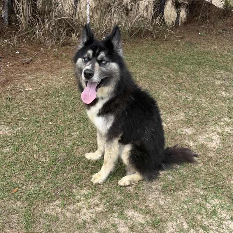 Calliope thumbnail 5