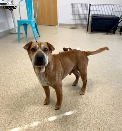 An adult medium-sized male Shar-Pei dog named Artie for adoption in Mount Holly, NJ